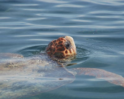4-Hour Shelling & Sightseeing Charter in Marco Island