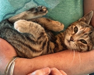 Private Kitten Cuddle Session in Dresher