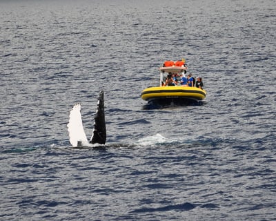 Maui Humpback Whale Watch by Raft – 1.5 Hours