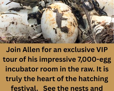 Alligator Incubator Tour in Palmdale