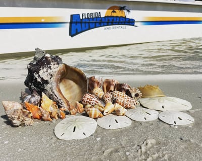 4-Hour Private Shelling Tour in Goodland