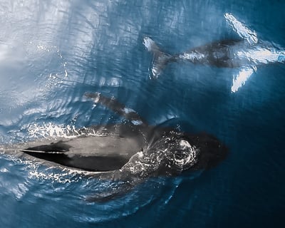 Private 2Hr Whale Watch with Marine Biologist