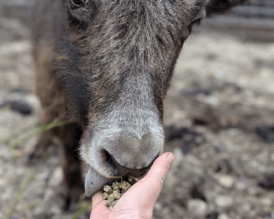 Yak Farm Tour in Two Rivers