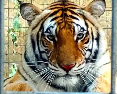 2-Hour Guided Wildlife Park Tour in Mountain Home