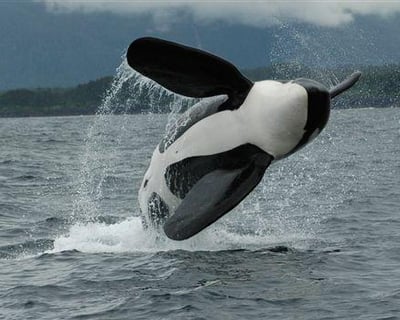 Juneau Whale Watching Charter