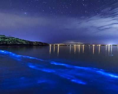 Vieques Bioluminescent Bay Kayak Tour