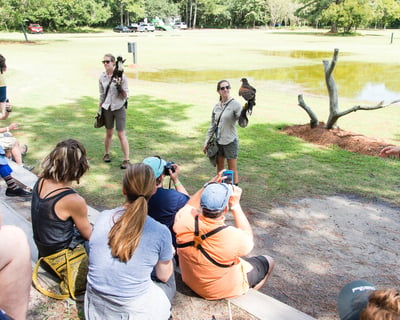 Birds of Prey Flight Demonstrations in Awendaw