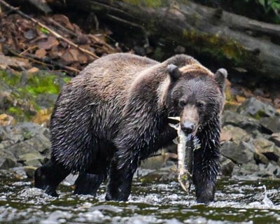 Waterfall Creek Peak Season Brown Bear Viewing
