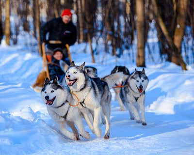 30-Minute Dog Sledding Tour in Fairbanks