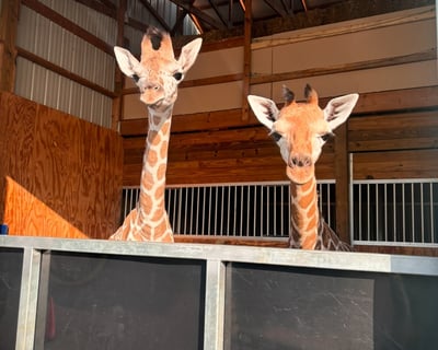 Giraffe Calf Encounter in Grove City
