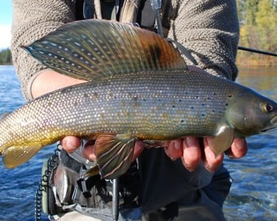 Guided Trophy Grayling Fishing Trip on Clearwater Creek