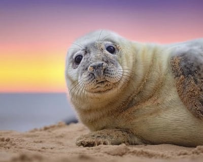Sea Lion Boat Tour in Marina Del Rey