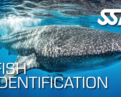 Fish Identification Course in Ramrod Key