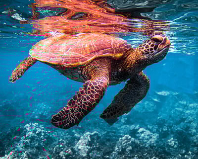 Maui Turtle Snorkeling with Premium Open Bar