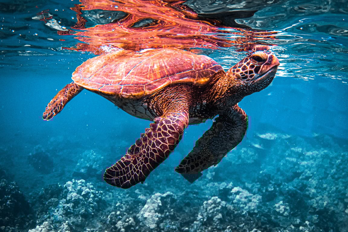 Maui Turtle Snorkeling with Premium Open Bar