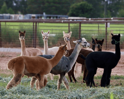 Farm Animal Tour in Hurricane, UT