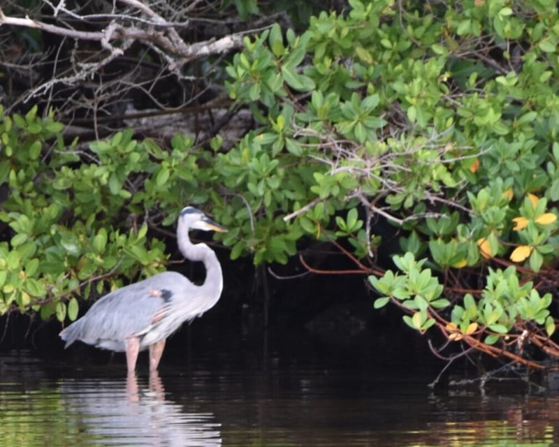 Sarasota Dolphin & Nature Cruise