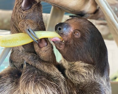 Sloth Encounter at Alabama Safari Park