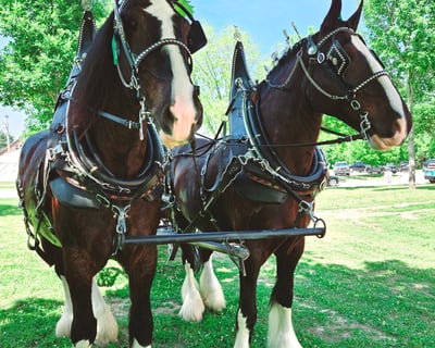 Shire Draft Horse Carriage Ride at Hermann Farm