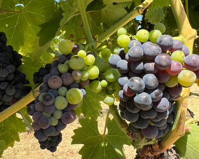 Kendall-Jackson Food and Wine Pairing Experience