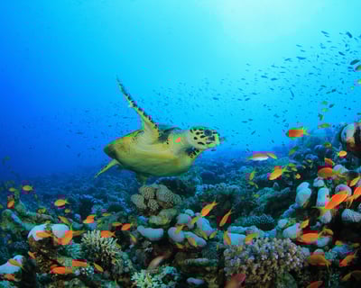 Andaz Snorkel Outrigger Canoe Tour