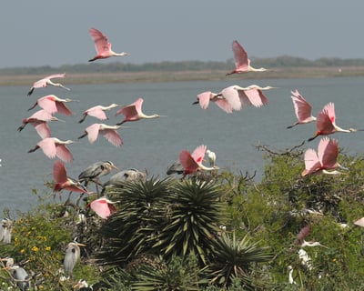 Spring Rookery Birding Tour From Fulton