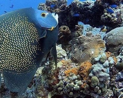 2-Tank Scuba Dive in St. Thomas