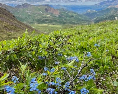 Denali 4-Hour Guided Hiking Tour