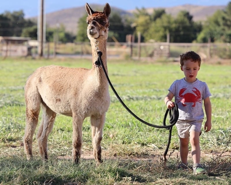 Alpaca Walk & Photo Experience in Hurricane, Utah