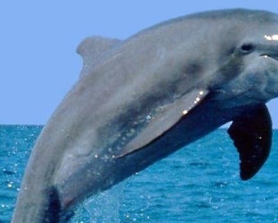 Dolphin Tiki Boat Tour in Clearwater Beach