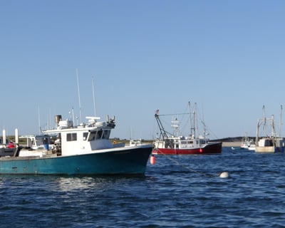 Private Harbor & Seal Tour in Chatham