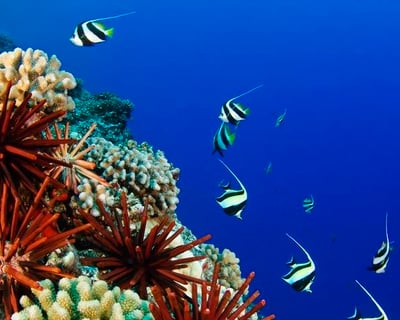 Discover Scuba Diving Lesson in Hilo