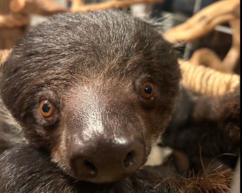 Private Sloth Feeding Encounter in Wright City, MO