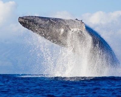 Customize a 5- to 6-Hour Oahu South Shore Tour