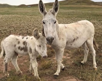 Private Black Hills Climbing and Custer State Park Wildlife Tour