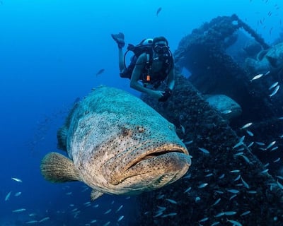Goliath Grouper Reef Dive in Boynton Beach