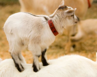 Goat Yoga Class in Vail