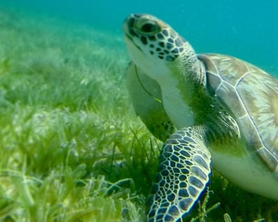 Sunset Turtle Snorkeling Cruise From St. Thomas