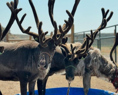 Reindeer Feeding Tour in Carey