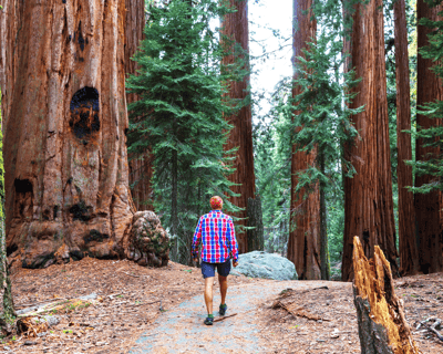 Muir Woods & Sausalito Half-Day Tour