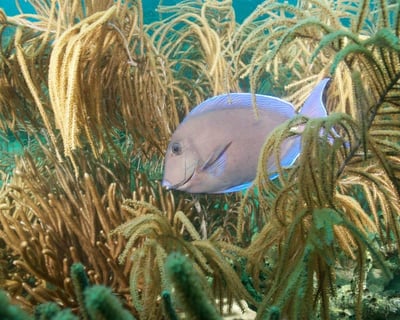 Explore Miami Beach Reef & Wreck Dive Trip