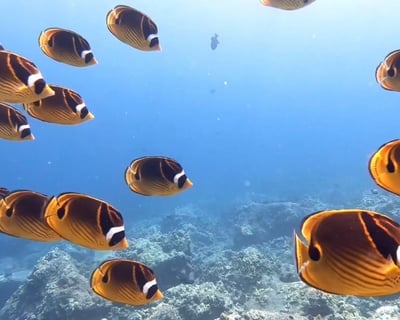 Guided Shore Scuba Dives in Kailua-Kona