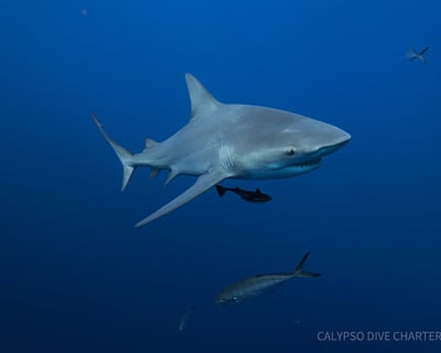 Riviera Beach 2-Tank Shark Dive