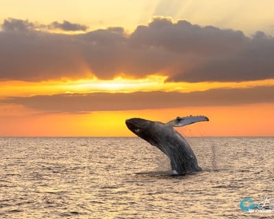 Sunset Whale Watching Cruise in Haleiwa