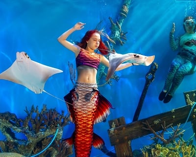 Mermaid Swimming Experience in Lecanto