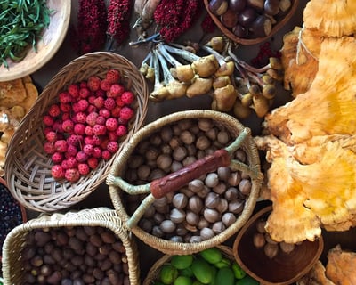 Asheville Foraging Hike with Expert Guides