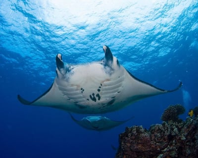 Night Snorkel With Manta Rays in Kailua Kona