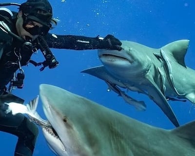 2-Tank Shark Dive in West Palm Beach