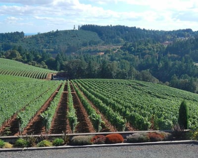 Willamette Valley 8-Hour Winery Tour