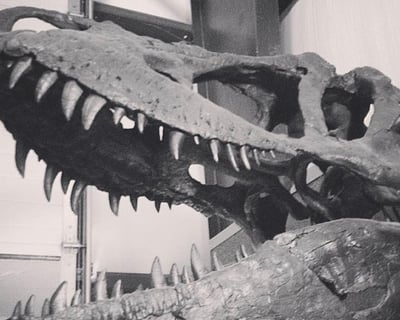 Dinosaur Museum Admission in Bynum